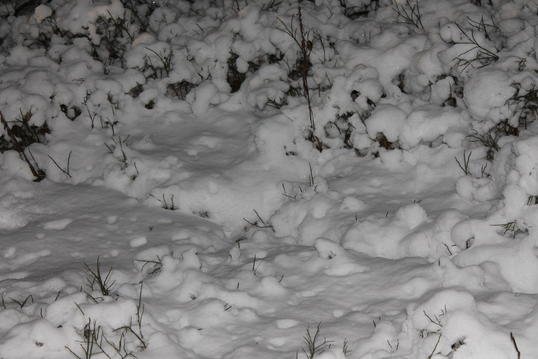 IMG_4805 IMG_4805